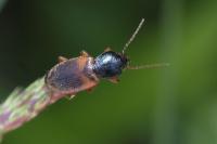 Gynandromorphus etruscus