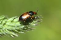 Diachromus germanus