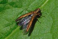 Agrilus