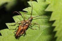 Stenocorus meridianus