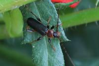 Phymatodes testaceus