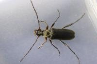 Grammoptera ruficornis