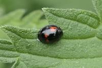 Exochomus quadripustulatus