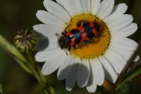 Trichodes alvearius