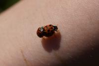 Harmonia axyridis