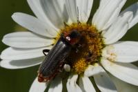 Cantharis fusca