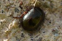 Chrysolina bankii