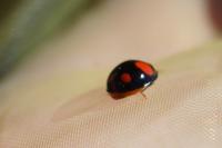Harmonia axyridis