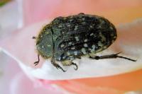 Oxythyrea funesta