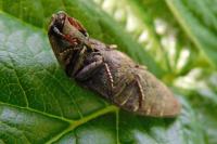 Agrypnus murinus