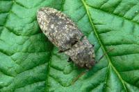 Agrypnus murinus