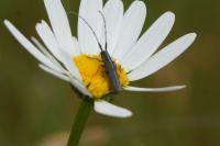Agapanthia cardui