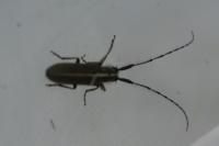 Agapanthia
