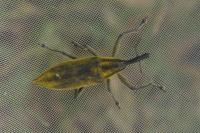 Lixus iridis