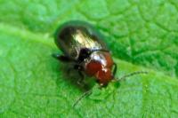 Podagrica fuscipes