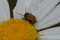 Cryptocephalus rugicollis