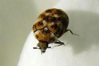 Anthrenus verbasci