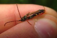 Stenopterus rufus