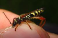 Stenopterus rufus