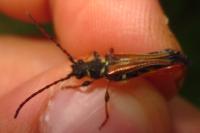 Stenopterus rufus