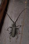 Cerambyx cerdo