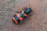 Trichodes alvearius