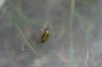 Xanthogaleruca luteola