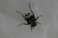 Valgus hemipterus