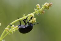 Timarcha goettingensis