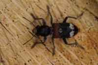 Clerus mutillarius