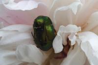Cetonia aurata
