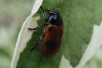 Clytra laeviuscula