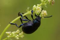 Timarcha goettingensis