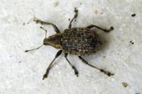 Liophloeus tessulatus