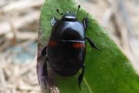 Hister quadrimaculatus