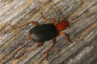 Brachinus