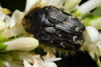 Tropinota hirta