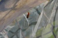 Rhagonycha fulva