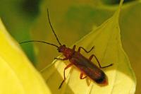 Rhagonycha fulva
