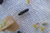 Aphanisticus elongatus