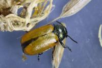 Labidostomis longimana