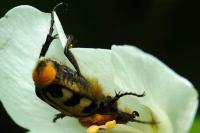 Trichius fasciatus