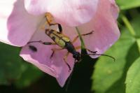Rutpela maculata