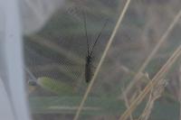 Calamobius filum