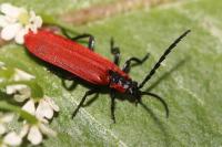 Lygistopterus sanguineus