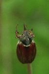 Melolontha melolontha