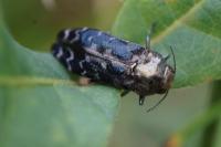 Coraebus undatus