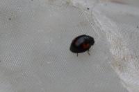 Exochomus quadripustulatus