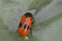 Clytra laeviuscula