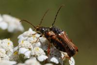 Stenopterus rufus
